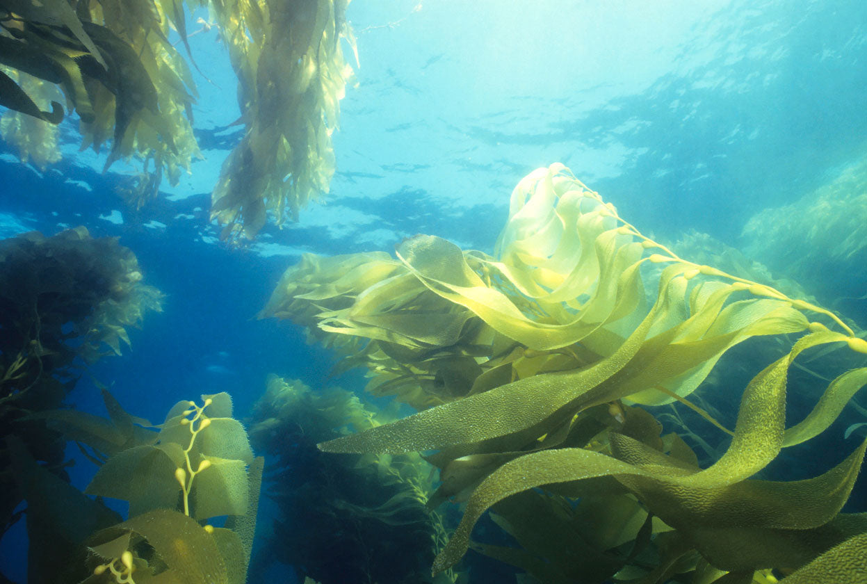 Unlock the power of Tasmanian Brown Seaweed